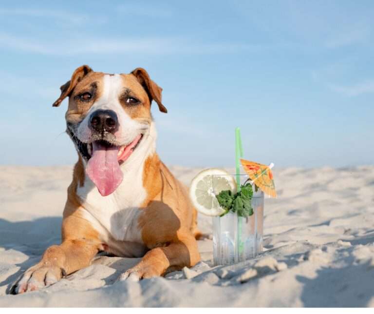 Pet friendly beaches in Florida