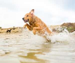 Dog-friendly beaches in Florida