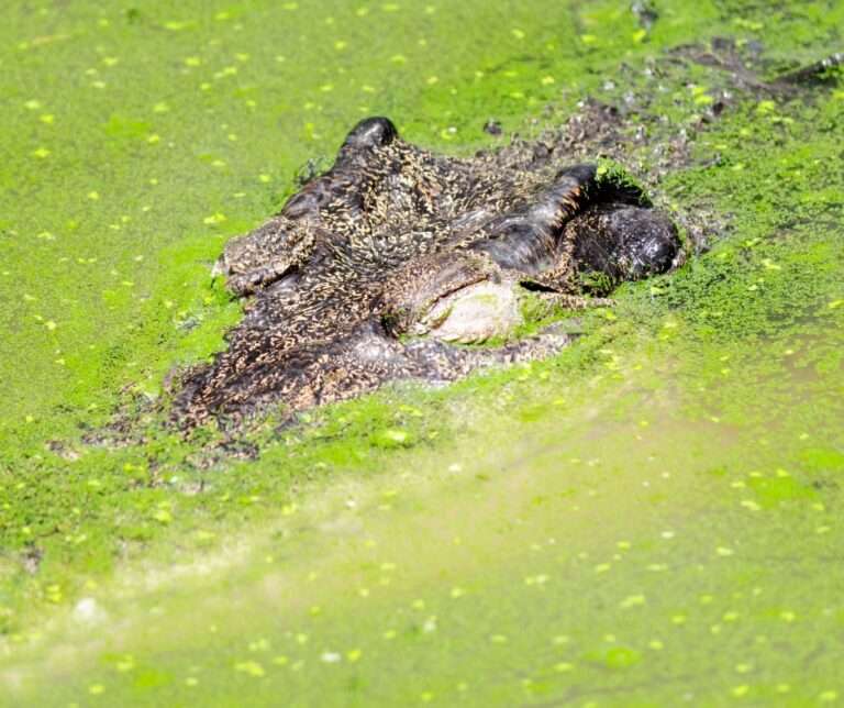 Florida Alligator Spots
