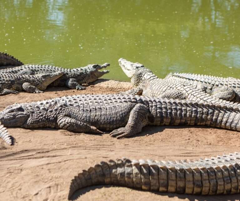 Florida Alligators