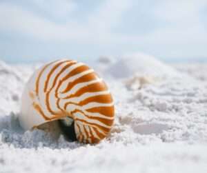 Sarasota Florida Activities