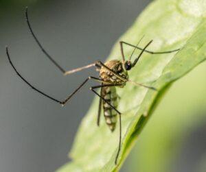 Florida Bugs