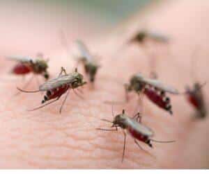 Florida Mosquitos