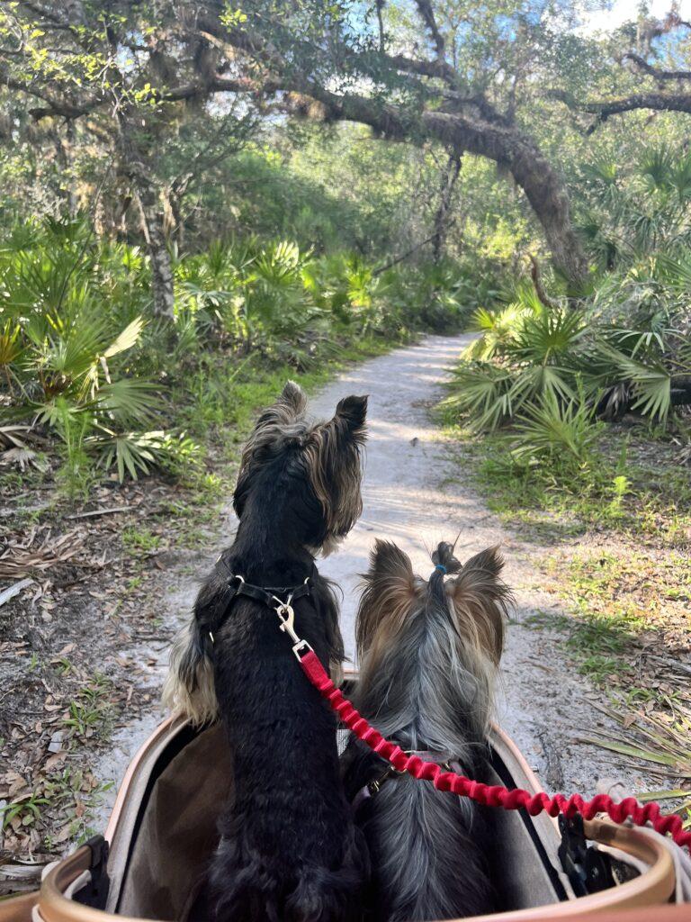 Yorkies in Myakka State Park