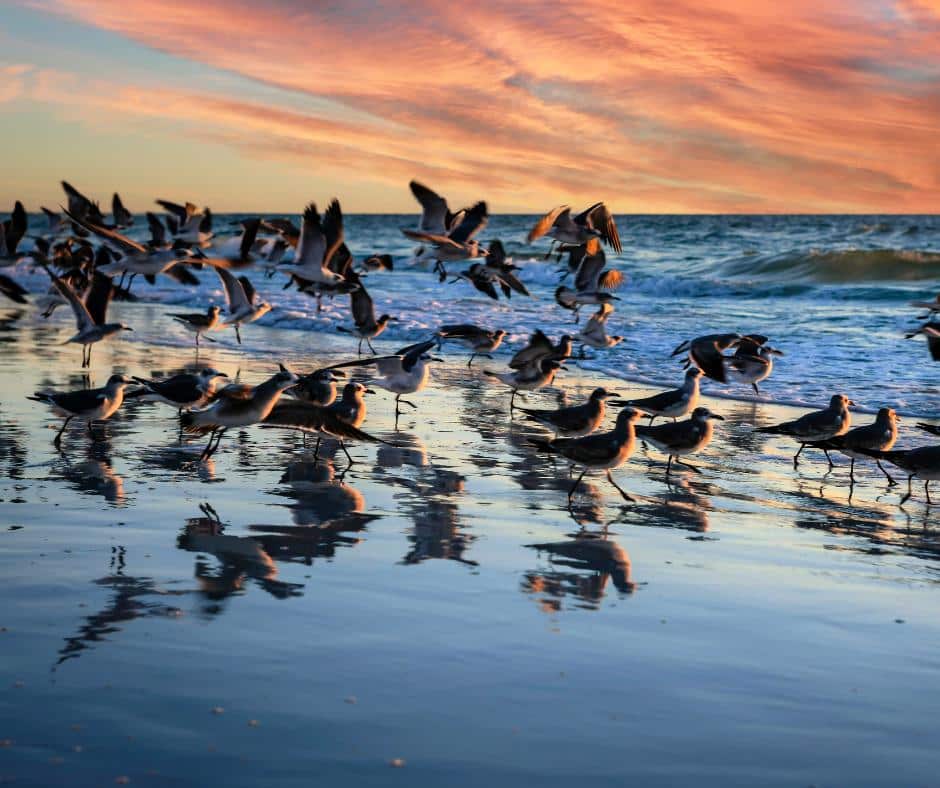 Siesta Key Beach in Sarasota, Florida