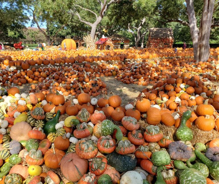 Fall Season in Florida