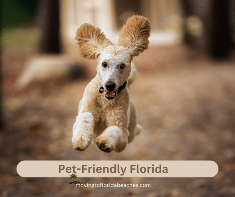 10 Dog-Friendly Florida Backyard Ideas-Pet-Friendly Florida