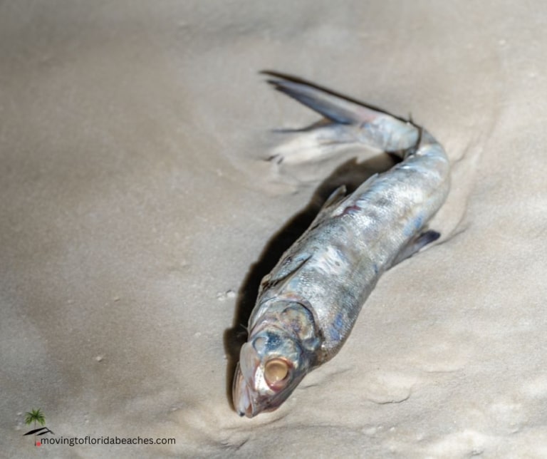 Florida Red Tide Survival Tips & Best Florida Beaches to Visit