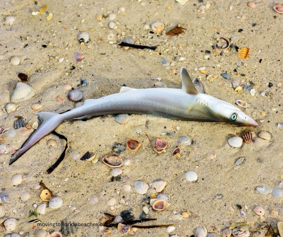 Local Tip Best Beaches Near Sarasota When Red Tide Hits