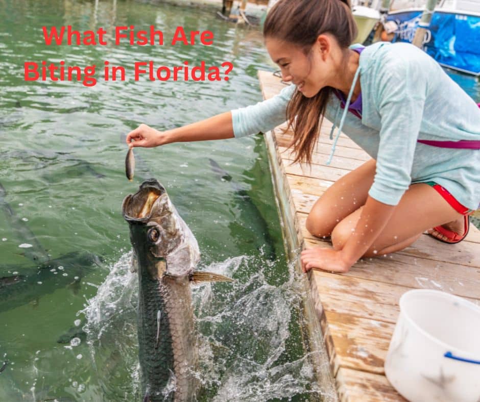 What Fish Are Biting in Florida?