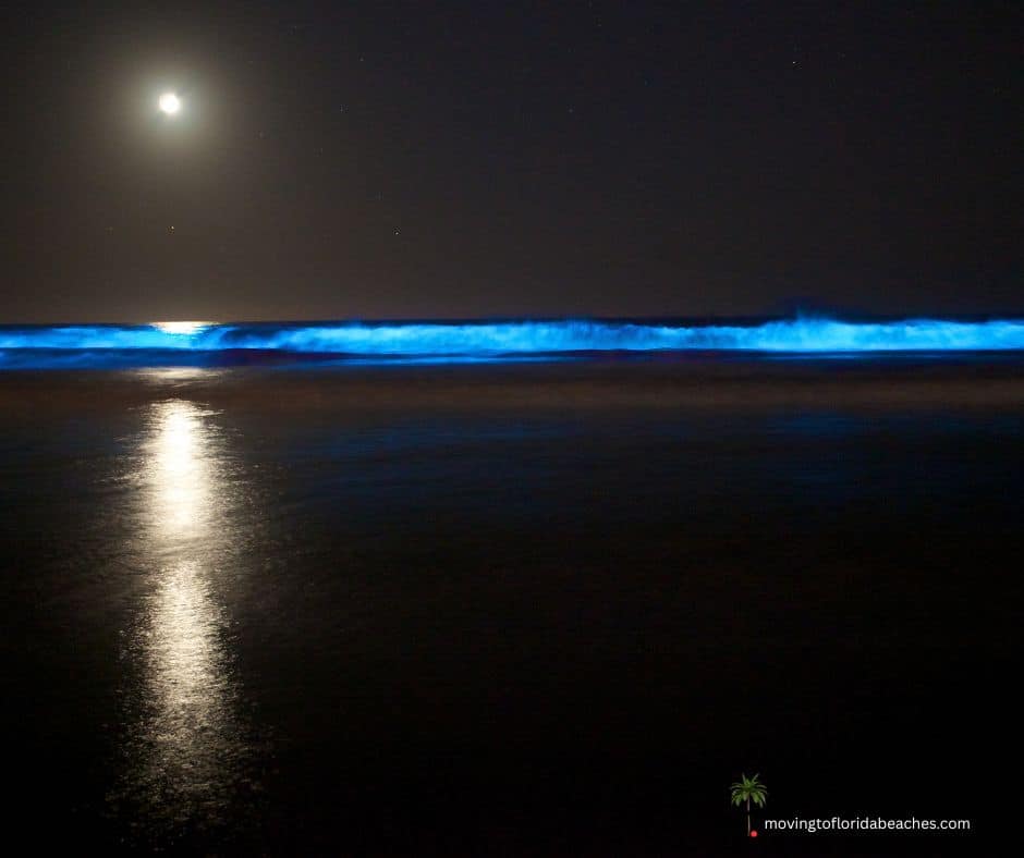 When Is Red Tide Season in Florida